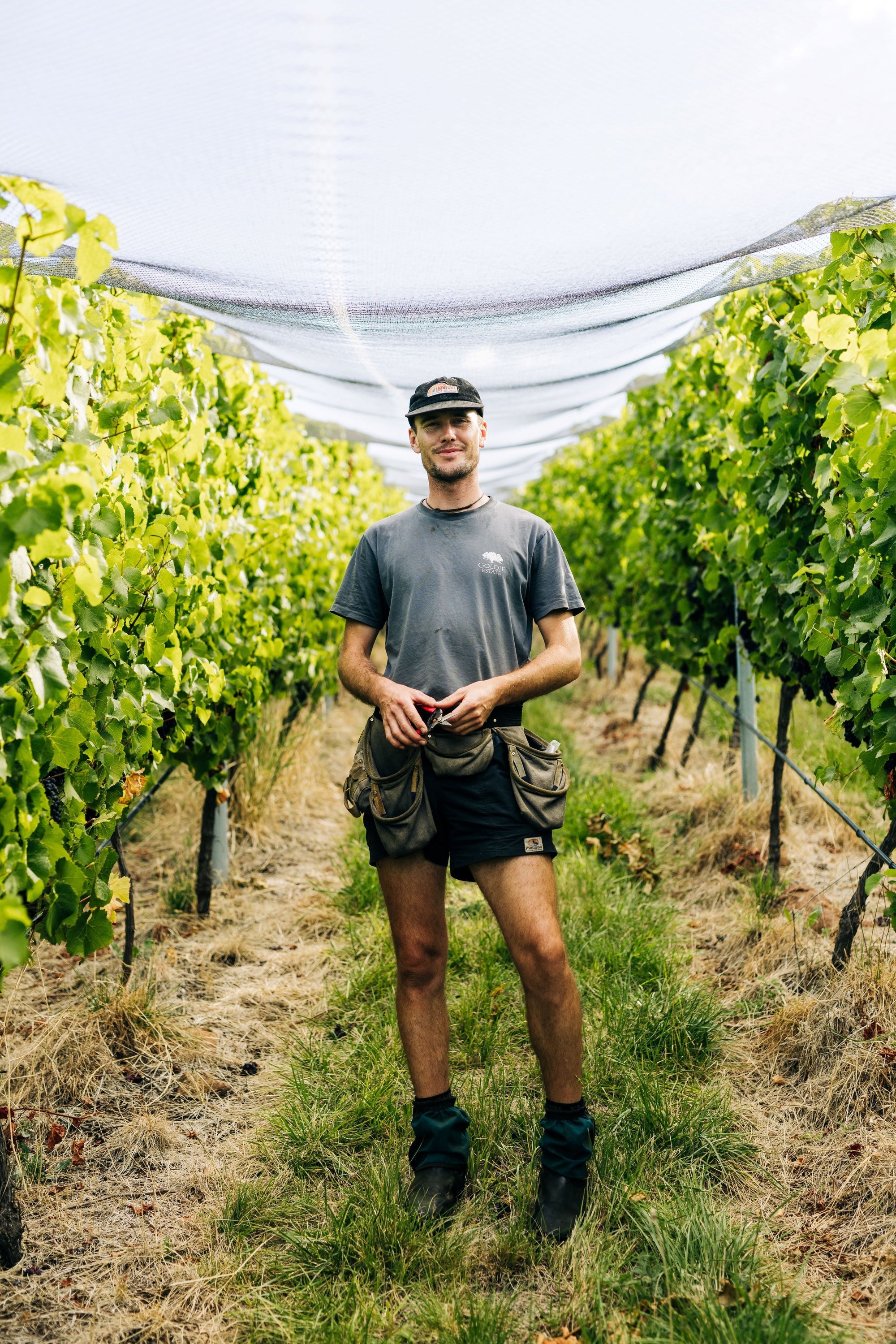 Harvest Beckons with Guy Young, Vigneron