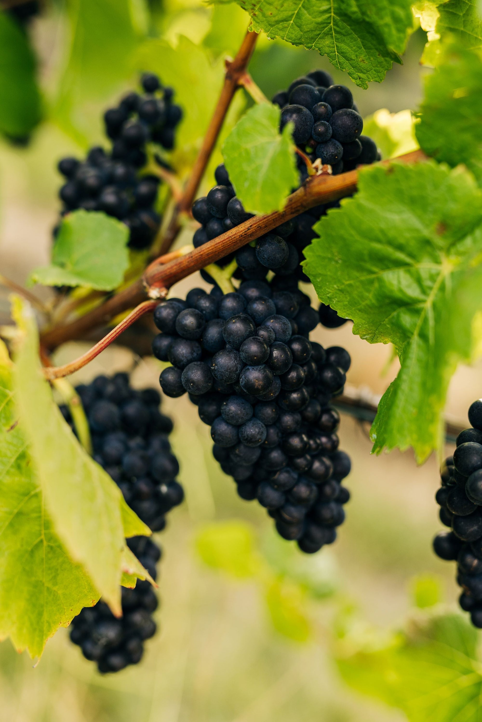 The future of our Palisander Pinot Noir