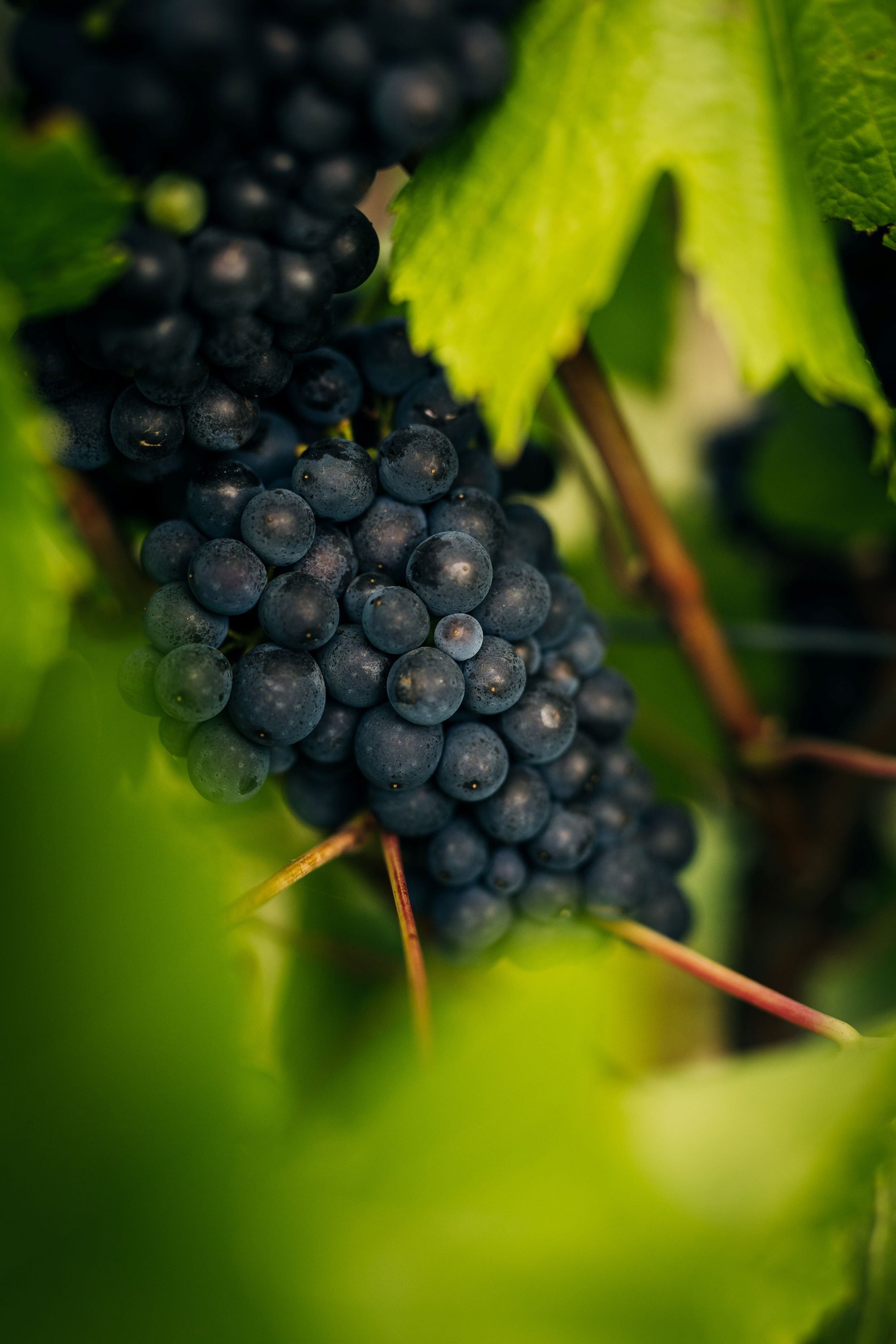 The Grower Series: Brinktop Vineyard