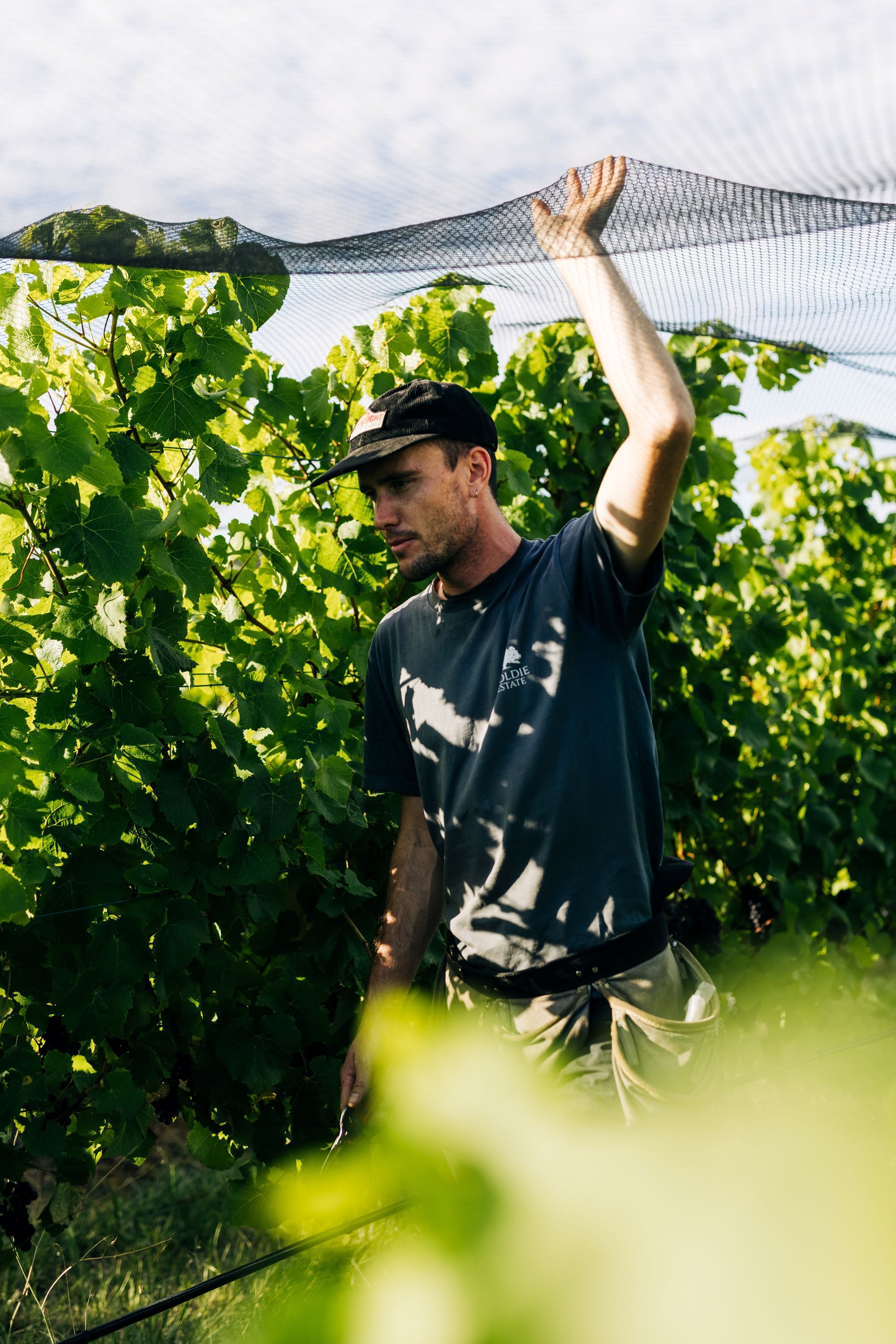 Around the Vineyard