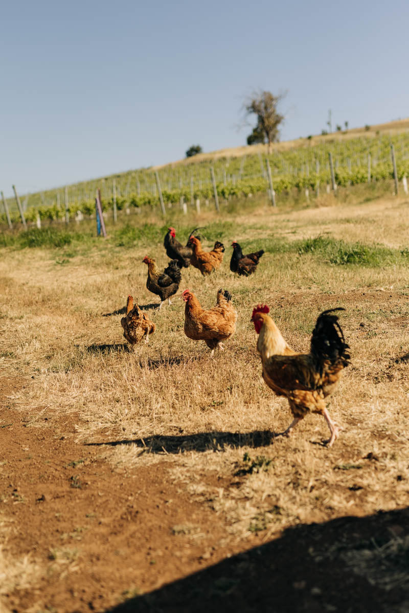 The eco-system of Palisander vineyard