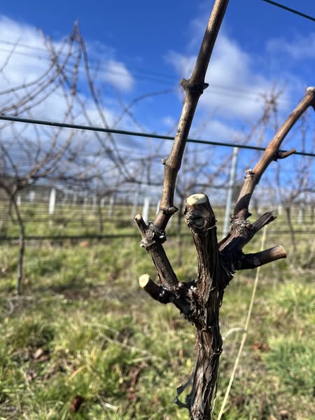 Pruning the vineyard