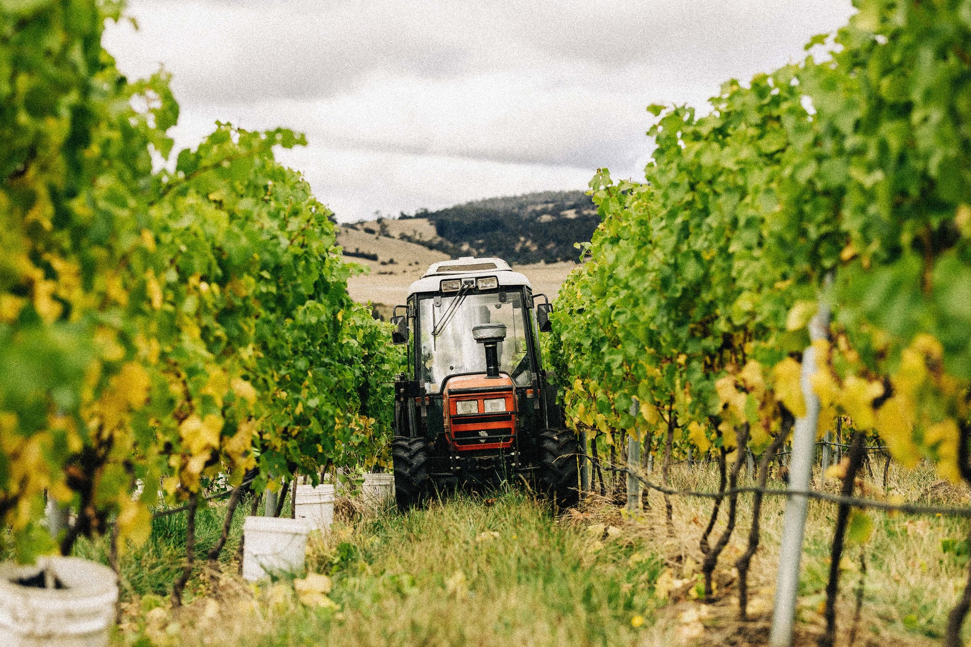 A tractor driving between grape vines