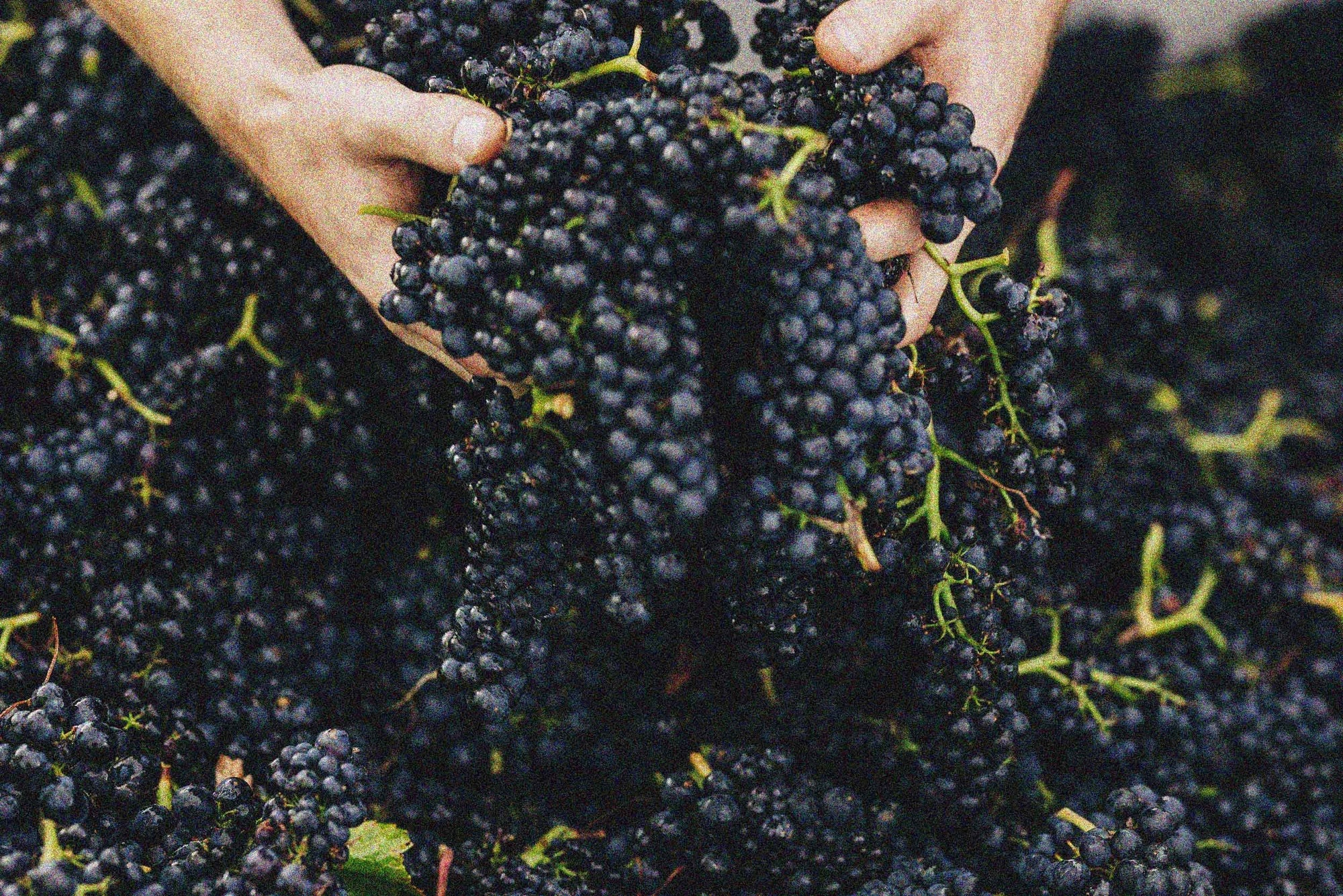 2024 Palisander Pinot Noir