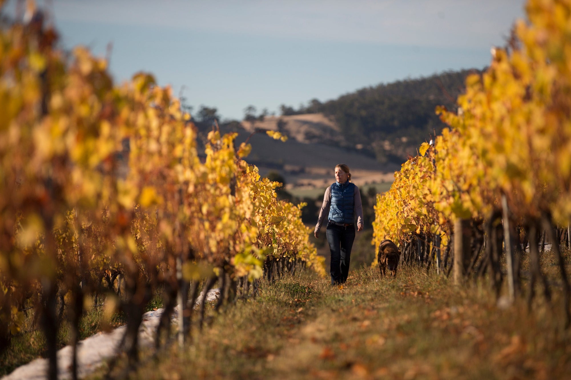 Winter in the Vineyard