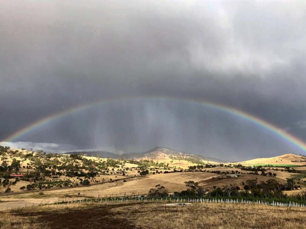 2023 Young Gun of Wine Top Vineyard - Palisander Vineyard