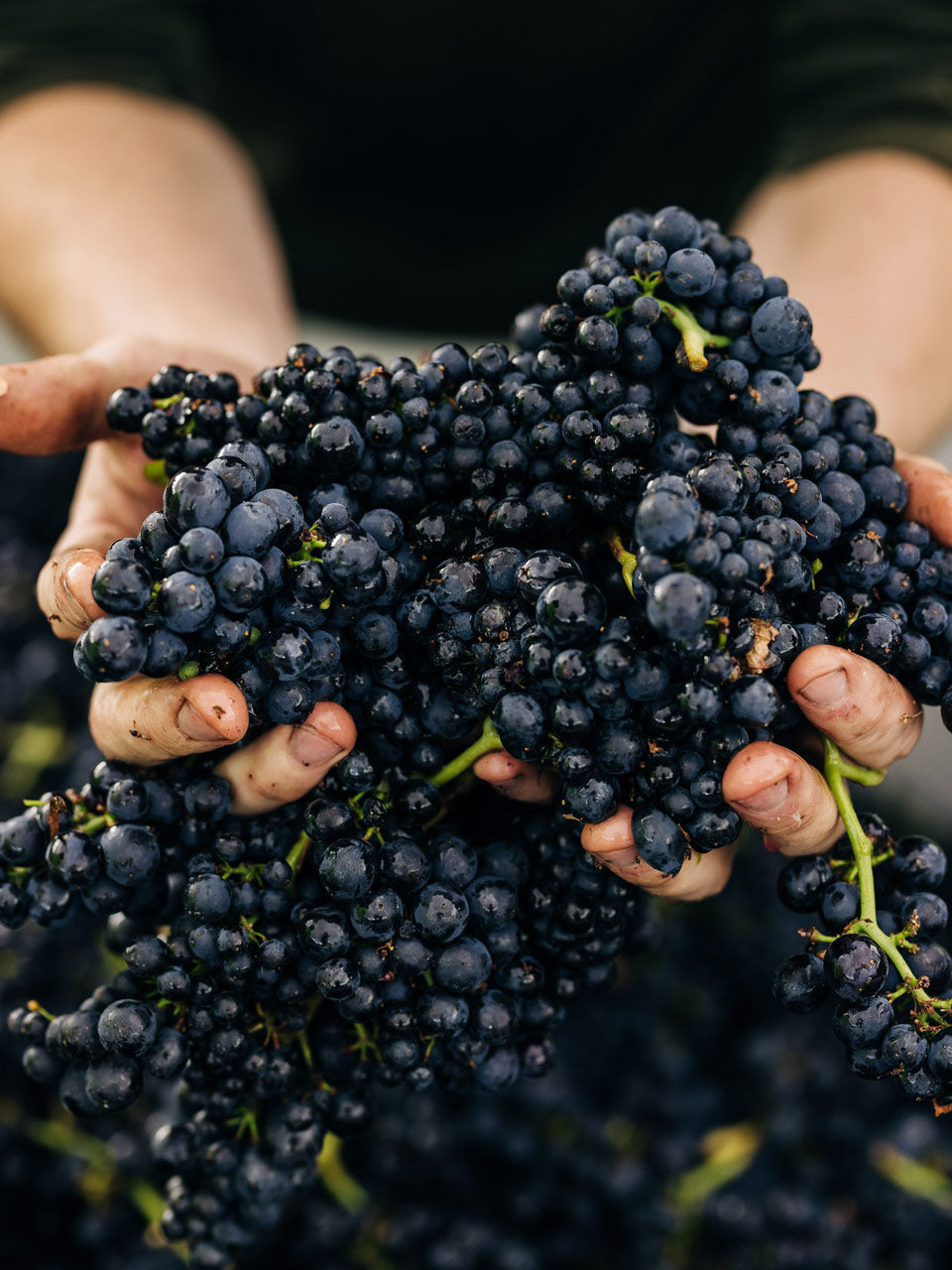 Stargazer Pinot Noir grapes handpicked from our sustainable vineyards