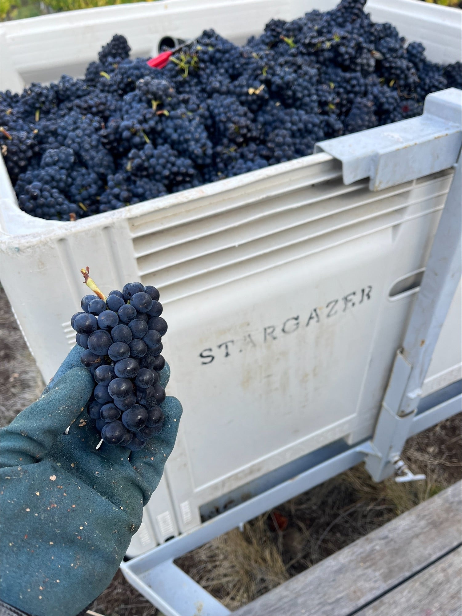 Vintage 2026 Has Begun!