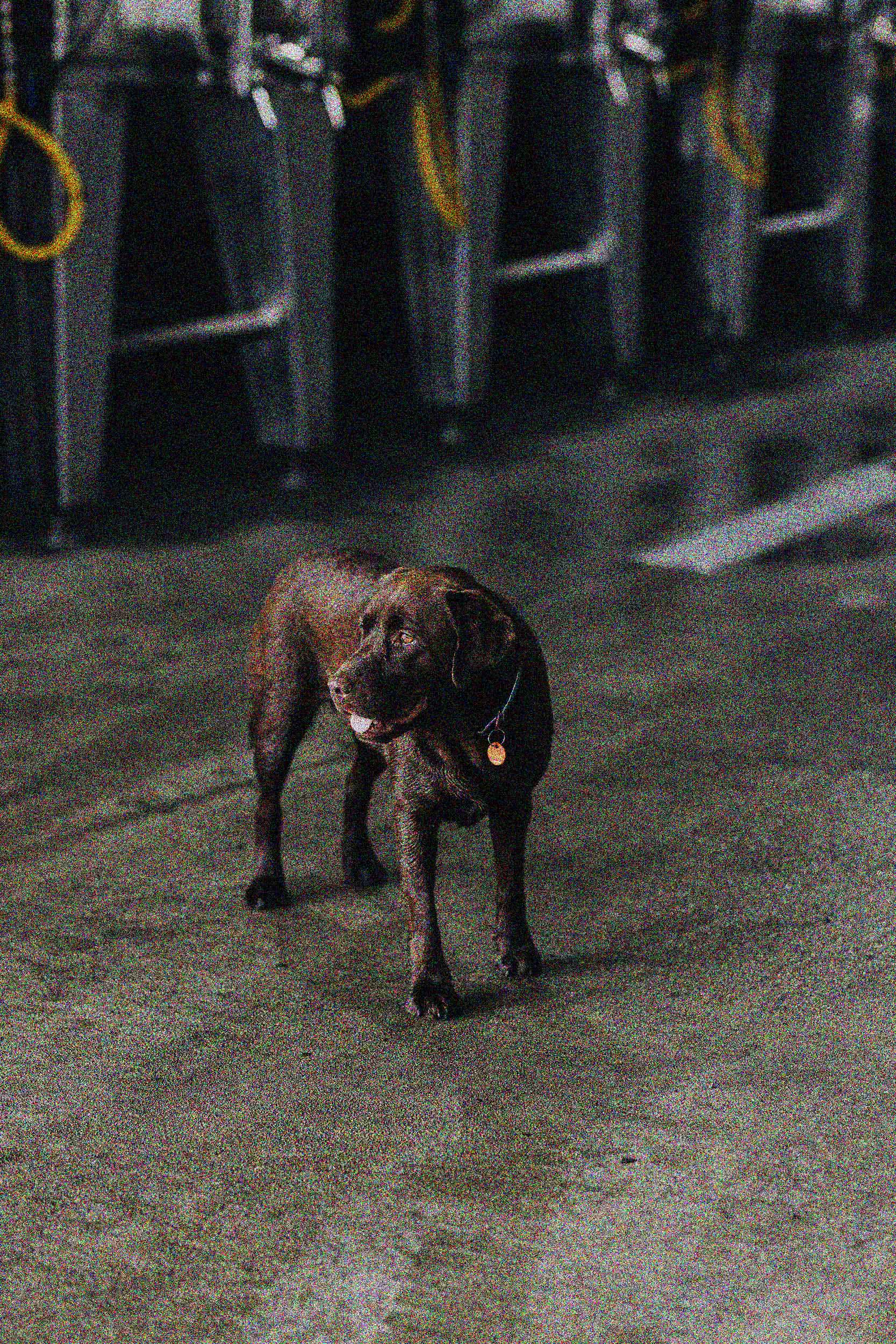 Nell the dog, standing in the shed