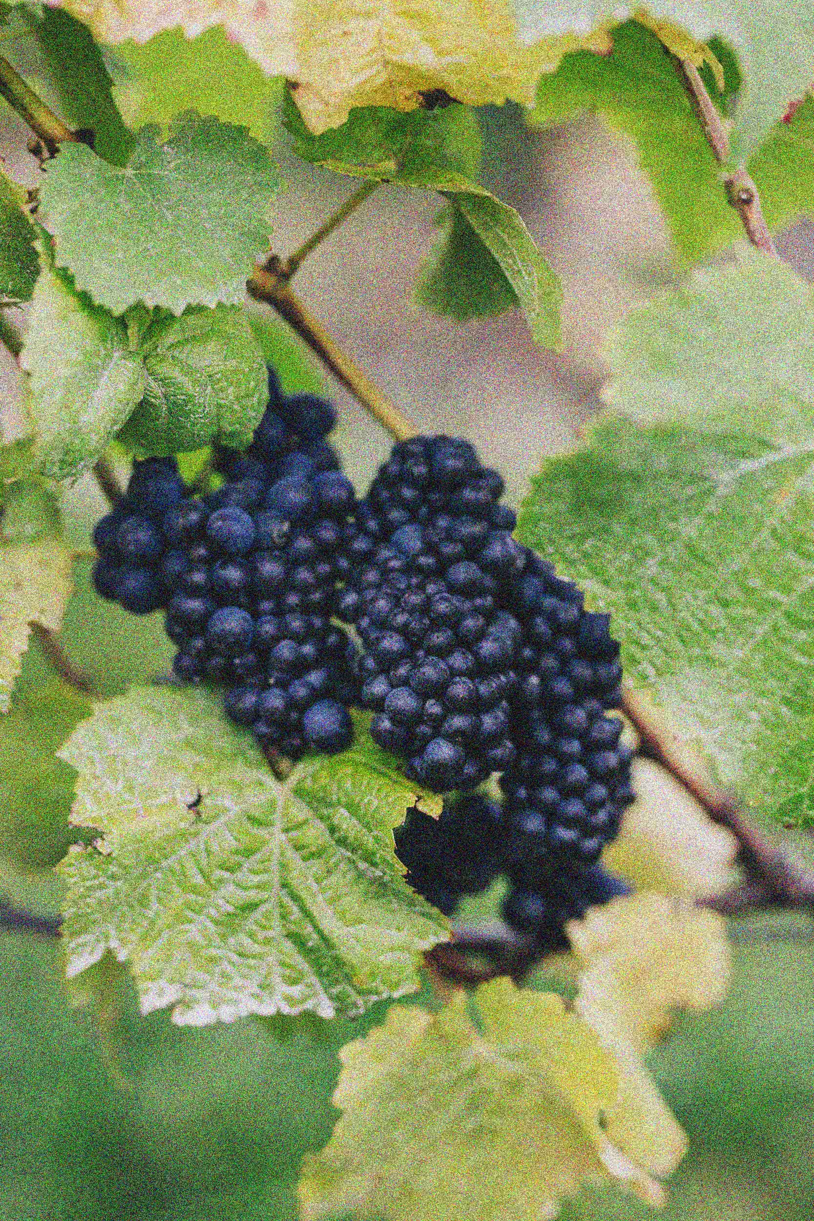 Grapes on the vine