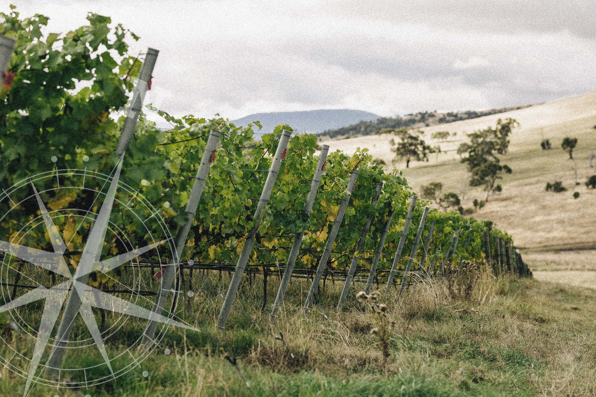 Grape vines on a cloudy day with an illustration of a compass overlayed