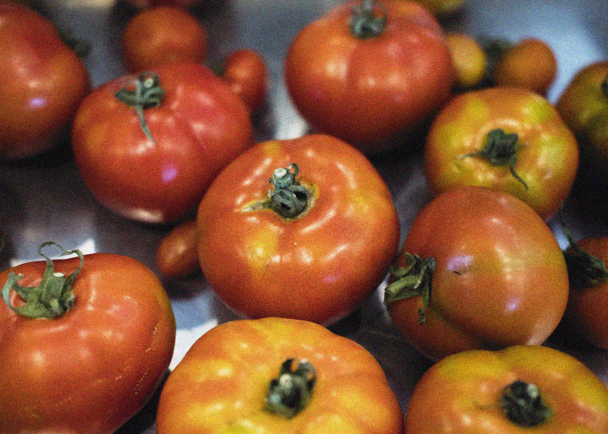 Collection of fresh ripe tomatoes