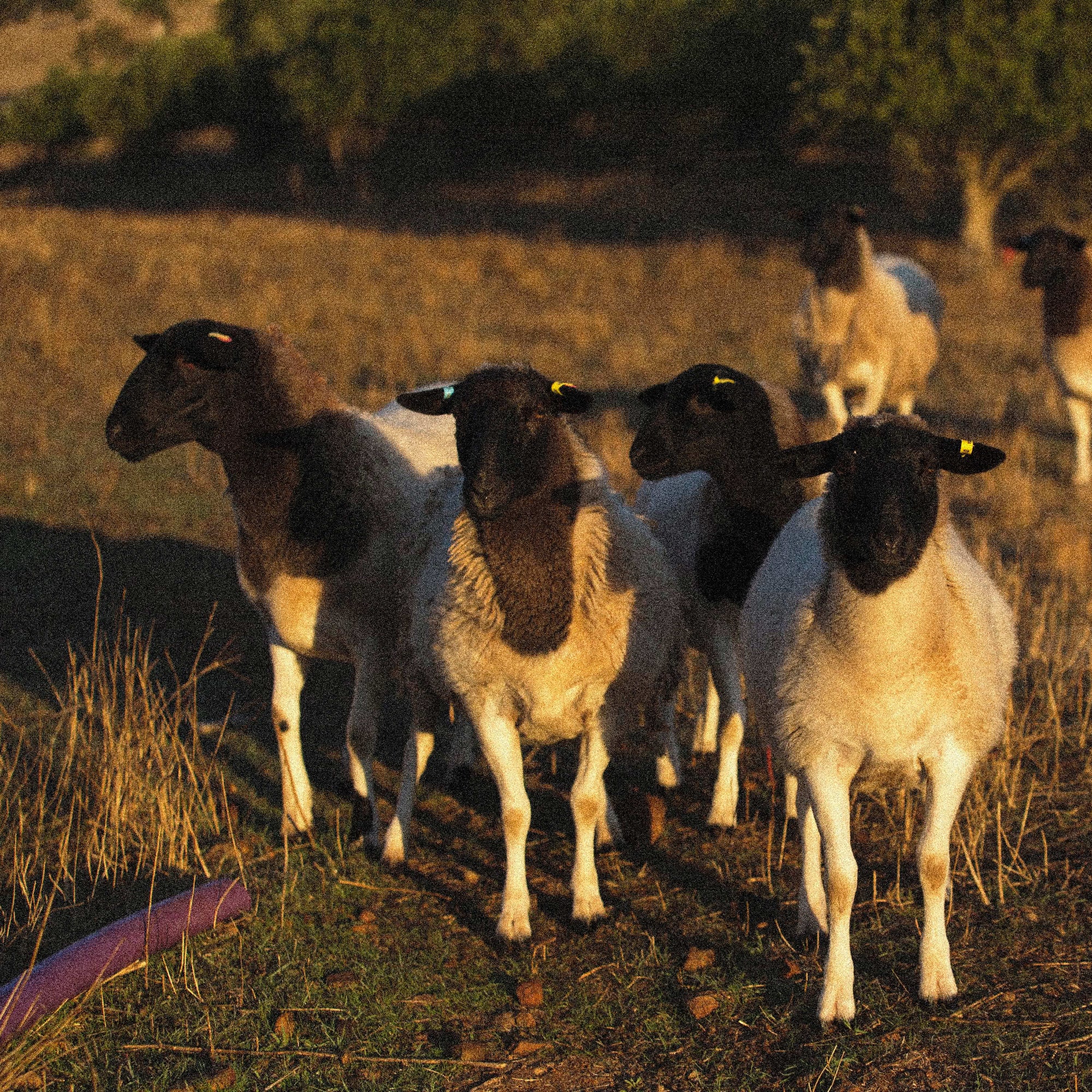 Black headed sheep standing outside